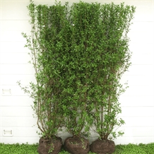 Færdighæk Liguster `Liga`